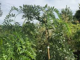 Image result for Gleditsia triacanthos