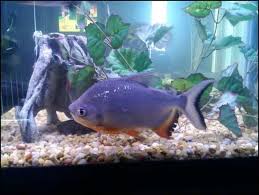 I'm sure he eats quite a bit of it but it still makes a huge mess. Cultivating A Tank For Red Bellied Pacus Ratemyfishtank Com