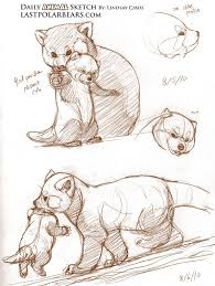 Red Panda Tutorial Animal Sketches Animal Drawings Cartoon Drawings Of Animals