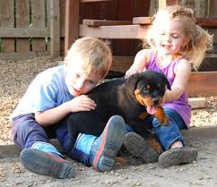 They are a … top 6 best rottweiler breeders in massachusetts (ma) state. Rottweiler Breeders Rottweiler Puppies For Sale Nationwide