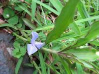 Image result for Cola natalensis