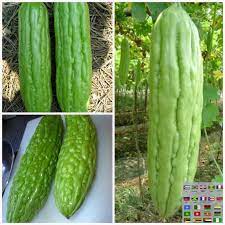 Bitter Gourds Seeds Asian Vegetable Green Skin A K A Bitter Melon Karalla And Balsam Pear Organic Heirloo Asian Vegetables Bitter Gourd Bitter Cucumbers