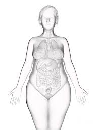 Download in under 30 seconds. Illustration Of An Obese Woman S Internal Organs Photograph By Sebastian Kaulitzki Science Photo Library
