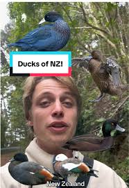 Explore the Four Endemic Ducks of New Zealand