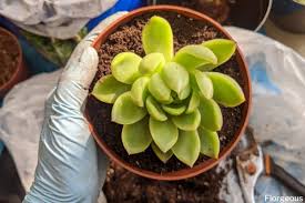 Dip the cut end in a rooting hormone (optional). How To Propagate Succulents A Complete Beginner S Guide Florgeous