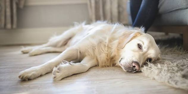 Signs your dog is dying - Dog behaviour before death - Goodbye Good Boy
