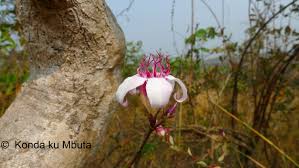 Image result for Vernonia lampropappa