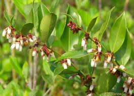 Image result for Rawsonia lucida