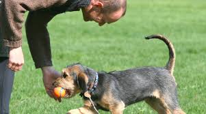 Maybe you would like to learn more about one of these? Dog Training Red Star Kennel