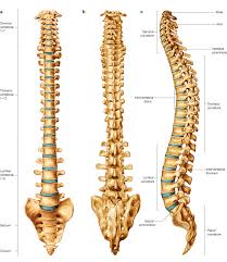 Low back pain assessment and prognosis learn to. Anatomy Of The Vertebral Column Sciencedirect