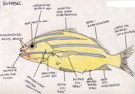 Fish Biology And Classification