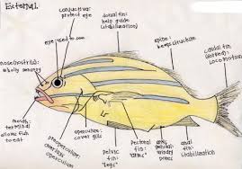 fish biology and classification