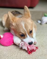 We are looking forward to upcoming litters and placing wonderful puppies in loving homes. Pembroke Welsh Corgi Puppies For Sale Grand Junction Co 293461