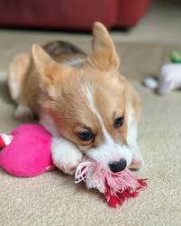 'best corgi breeders in virginia', 'virginia corgi breeders', 'corgi breeders in (va)' this is a good place to start and hopefully our breeder directory will help you find a breeder. Pembroke Welsh Corgi Puppies For Sale Charles Town Wv 294100