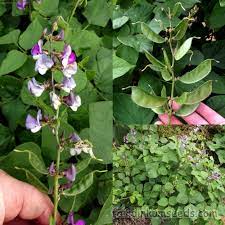 We did not find results for: Hyacinth Purple Flower Indian Bean Lablab Purpureus Seeds Fair Dinkum Seeds
