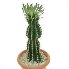 Image result for Emilia abyssinica