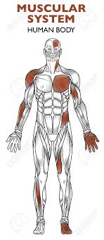 There are two ductus deferentes, identical in Human Body Muscular System Man Anatomy Frontal View Royalty Free Cliparts Vectors And Stock Illustration Image 106631066