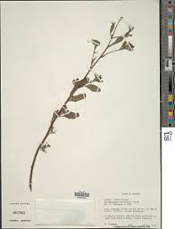 Image result for Euploca ovalifolia