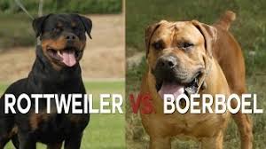 However, they have now become very . Rottweiler Vs Boerboel A Battle Of Big Dogs Youtube