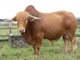 Afrikaaner Bull Animaux Taureau Animaux De La Ferme