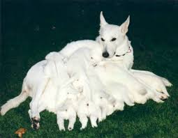 I was adopted as a puppy and they changed my name to bailey. 5 Common Questions About The White German Shepherd Animalso