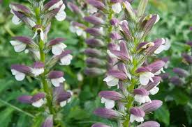 Image result for Acanthus