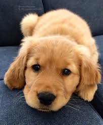Poodles Are Usually Seen In Movies As The Animal Of Choice Of An Elegant Character Or In Pet Dog Golden Retriever Baby Retriever Puppy Dogs Golden Retriever