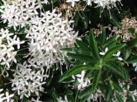 Image result for Pavetta gerstneri