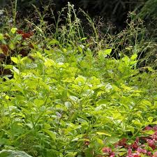 Image result for Talinum tenuissimum