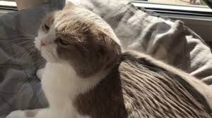 Kedi Tuyu Nasil Temizlenir Youtube