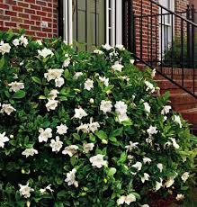 Maybe you would like to learn more about one of these? Gardenia Jasminoides Cape Jasmine Sun Trees