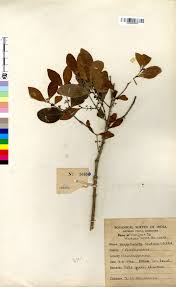 Image result for Hippocratea indica