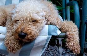 All are black and white in colour, hypoalgenetic, bodoodles are one of the smartest hybrid breed, both mum and dad are very smart and loyal pets. 7 Inventors Who Regretted Their Inventions Reader S Digest Australia