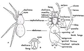 Spiders Of North America Jumping Spider Wolf Spider Insect Anatomy