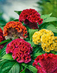 Celosia