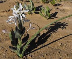 Image result for Lapeirousia littoralis