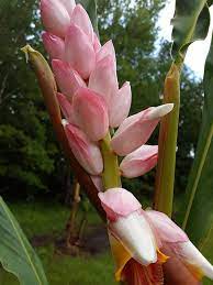 There are 50 ginger shell plant for sale on etsy, and they cost $23.06 on average. Xl Giant Pink Shell Ginger Plant Alpinia Malaccensis Urban Tropicals