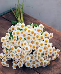 Growing Matricaria Feverfew From Seed Sowing Care Harvest