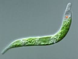 Euglena Wikipedia