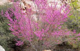 Maybe you would like to learn more about one of these? 10 Top California Native Plants Trees And Grasses