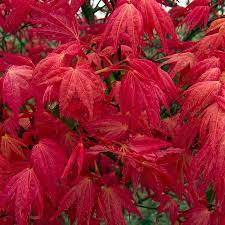 We did not find results for: Acer Palmatum Beni Maiko Special Deals Garden Plants
