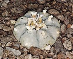 What Is Peyote? Everything You Need To Know About This Desert Cactus