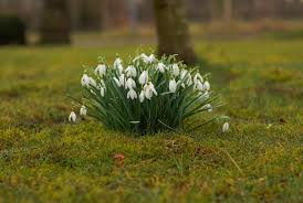 Düngen (gemäß gartenpass, bodenprobe) jetzt erinnert nur noch der im garten eingeschlagene porree oder rosenkohl an das vergangene gartenjahr. Es Ist Marz Was Gibt Es Im Garten Im Marz Zu Tun Haus Und Beet