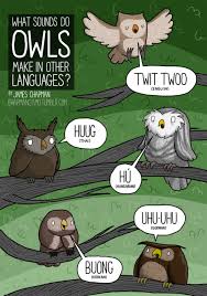 Bird That Sounds Like An Owl Pictures By James Chapman Owl Sounds Owl James Chapman