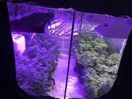 Then i switched to 2 600w (1000w comparable) led lights. Led Vs Lec Who Will Win Grasscity Forums The 1 Marijuana Community Online