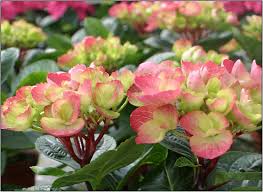 Abracadabra Orb Hydrangea Long Lasting Colour For The Summer Blooming Garden Mop Head Flowers Emerg Green And Peach And M Planting Hydrangeas Plants Hydrangea