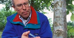 SAVING ELMS: A disease has taken out many of these trees, but some can be  saved