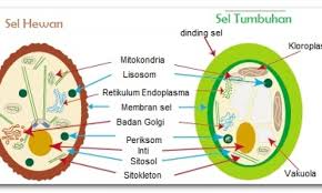 Tentunya, ada beberapa perbedaan di organel selnya. Organisasi Kehidupan Rumushitung Com