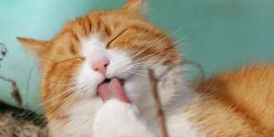 All you need is a cat, and if their reaction is as mean as tim's, you can be. My Cat Smells Like Death Bad Breath And Other Causes