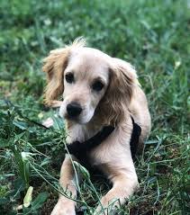 puppy baby dog